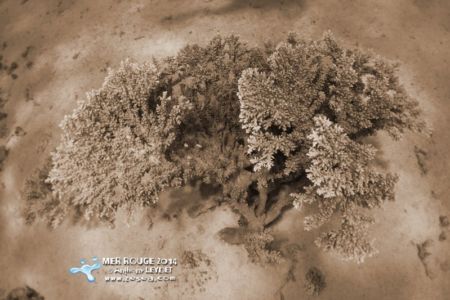Coral art