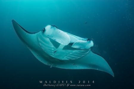 Raie manta des Maldives