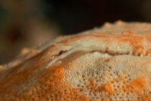 Crevette Periclimenes des étoiles coussin