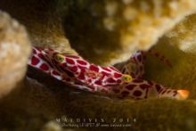 Crabe de corail à points rouges