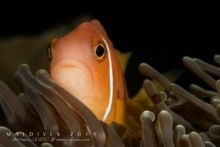 Poisson-clown des Maldives