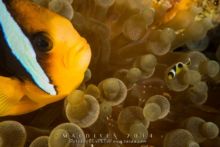 Poisson clown de Clark & son petit