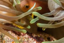 Poisson clown avec ses oeufs