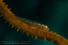 Gobie des antipathaires