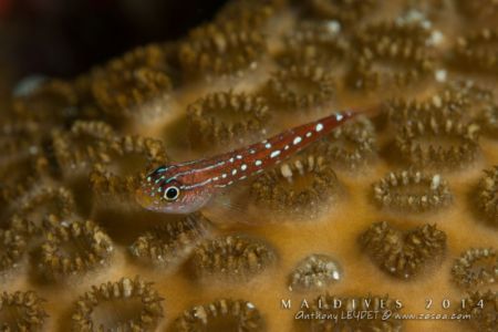 Tripterygion des Maldives