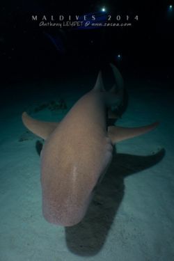 Alimathaa - Maldives