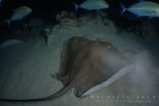 Alimathaa - Maldives