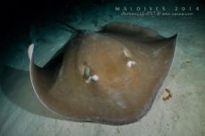 Alimathaa - Maldives