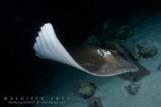 Alimathaa - Maldives