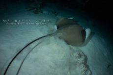 Alimathaa - Maldives