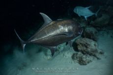 Alimathaa - Maldives