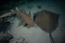 Alimathaa - Maldives