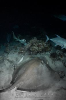 Alimathaa - Maldives