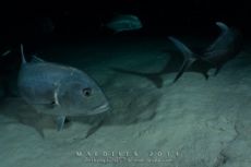 Alimathaa - Maldives