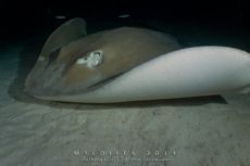 Alimathaa - Maldives