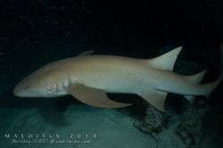 Alimathaa - Maldives