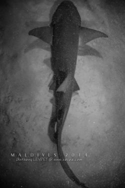 Alimathaa - Maldives