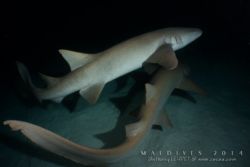 Alimathaa - Maldives