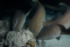 Alimathaa - Maldives