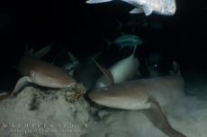 Alimathaa - Maldives