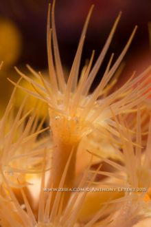 Anémone encroutante jaune