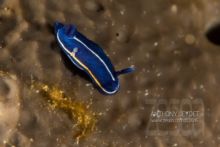 Doris celeste (photo non recadrée)