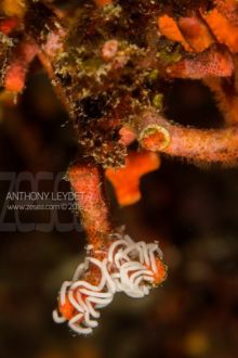 Ponte sur faux corail (non recadrée)