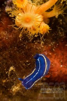 Doris celeste (photo non recadrée)