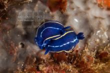 Doris celeste (photo non recadrée)