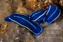 Doris celeste (photo non recadrée)