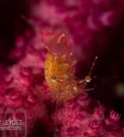 Crevette & gorgone (Photo non recadrée)