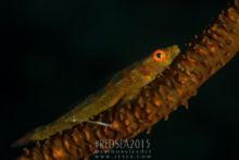 Gobie des anthipathaires