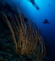 Gotta Soraya récifs de St-John