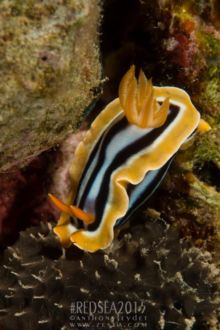 Chromodoris pyjama