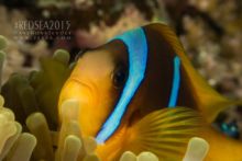 Poisson clown Poisson clown dans les récifs de St-John