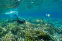 Snorkeling à Port-Cros