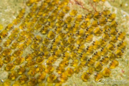 Oeufs de poissons porte écuelle (Lepadogaster) Ponte de Lepadogaster