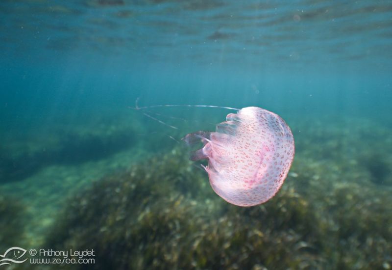 G5X et lentille GWAL18