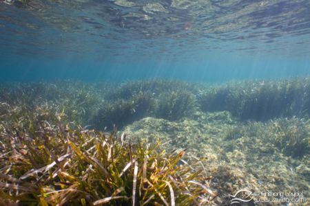 G5X et lentille GWAL18