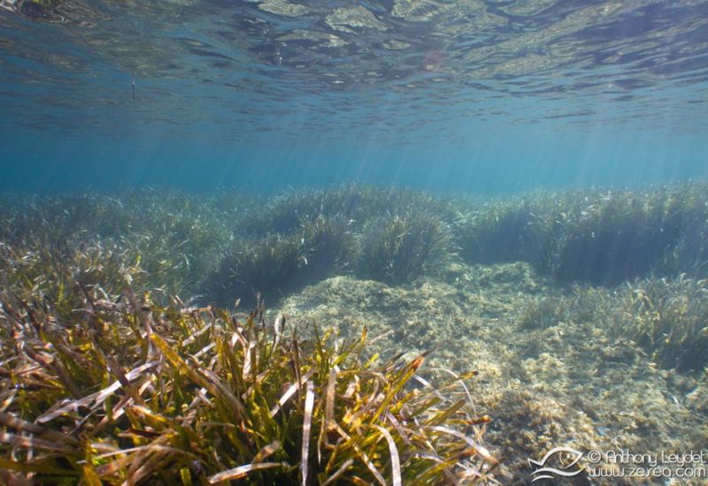 G5X et lentille GWAL18