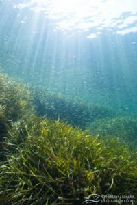 G5X et lentille GWAL18