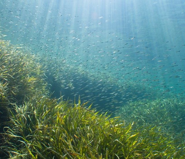 G5X et lentille GWAL18