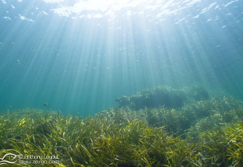 G5X et lentille GWAL18