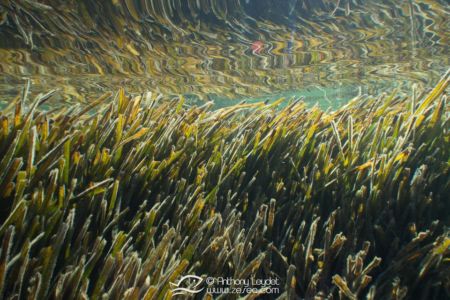 G5X et lentille GWAL18