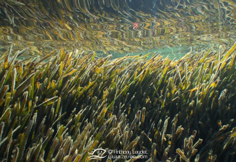 G5X et lentille GWAL18