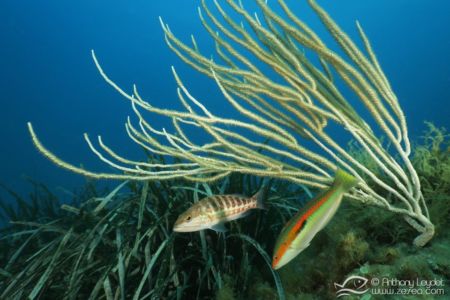 G5X et lentille GWAL18