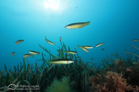 G5X et lentille GWAL18