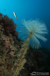 G5X et lentille GWAL18