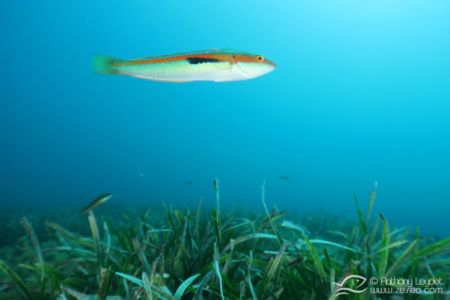 G5X et lentille GWAL18