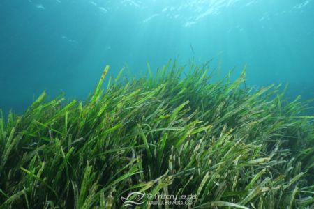 G5X et lentille GWAL18